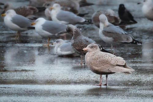 Gavión hiperbóreo (Larus hyperboreus)