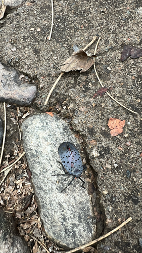 Spotted Lanternfly