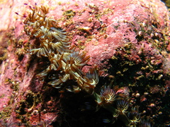 Pteraeolidia ianthina