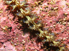 Pteraeolidia ianthina