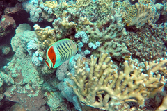 Chaetodon paucifasciatus