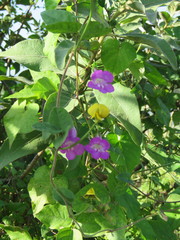 Maurandya antirrhiniflora