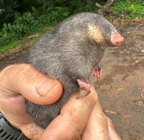 Zulu Golden Mole