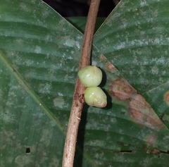 Doliocarpus