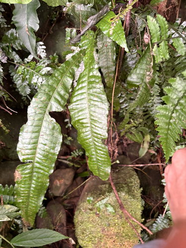 Leptochilus hemionitideus, photograph 2
