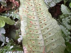 Leptochilus hemionitideus, photograph (c) 黃美滿, some rights reserved (CC BY)