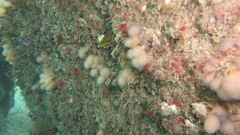 Aplidium punctum