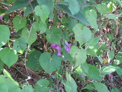 Maurandya antirrhiniflora