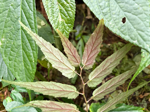 Begonia taiwaniana, photograph 1