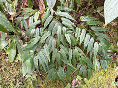 Begonia taiwaniana