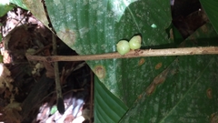 Doliocarpus