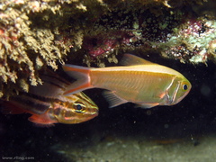 Optivus agastos