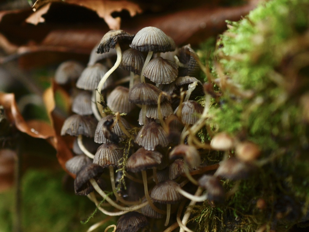 Coprinellus disseminatus · December 2025 · photo: © cryptomarasmius (iNaturalist, cc-by)