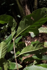 Doliocarpus