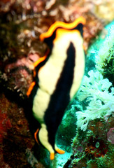 Pseudoceros dimidiatus