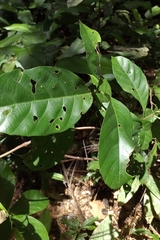 Doliocarpus