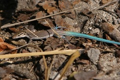 Pholidoscelis lineolatus