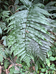 Dryopteris scottii
