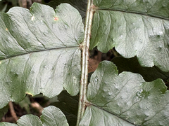 Dryopteris scottii, photograph (c) 黃美滿, some rights reserved (CC BY)