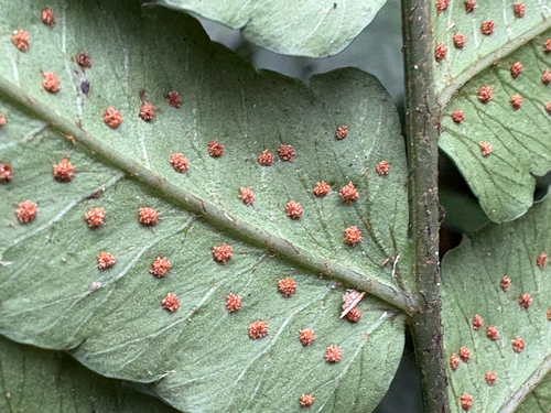 Dryopteris scottii, photograph 3