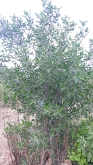 Cnidoscolus quercifolius