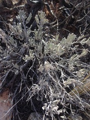 Salvia dorrii mearnsii