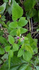 Rubus niveus