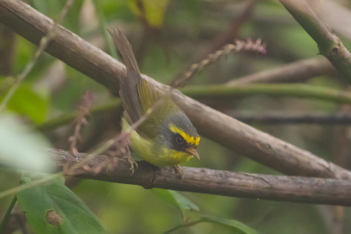 Black-faced Warbler (Abroscopus schisticeps), photo 2