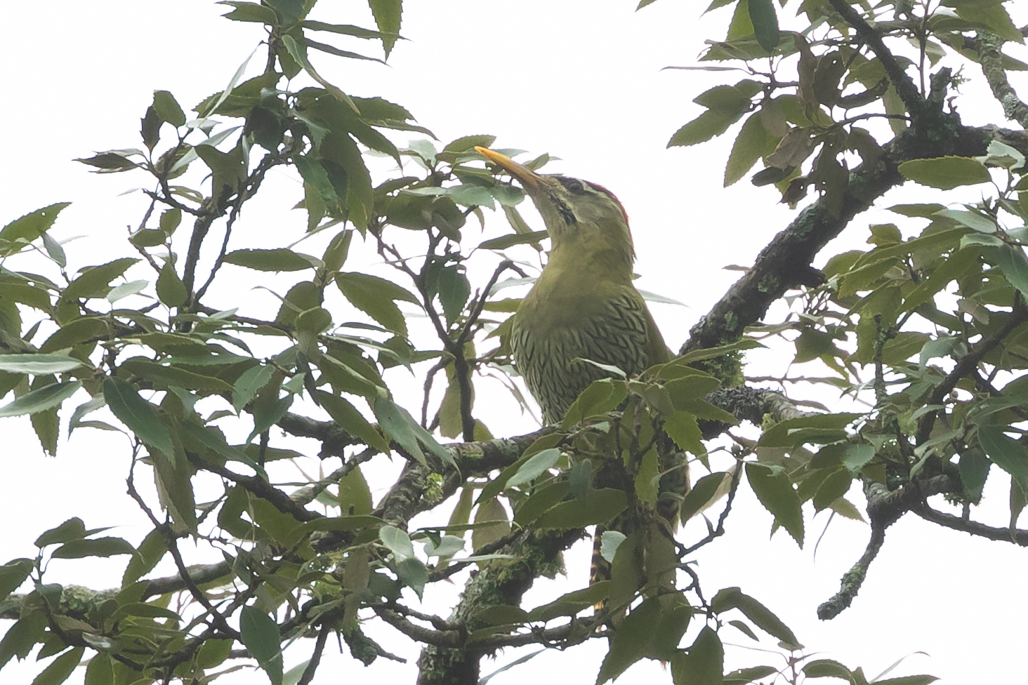 Scaly-bellied Woodpecker (Picus squamatus), photo 4
