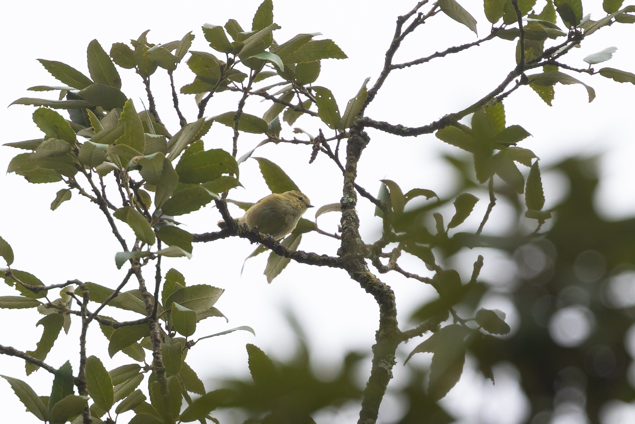 Yellow-browed Tit (Sylviparus modestus), photo 4