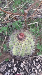 Melocactus zehntneri
