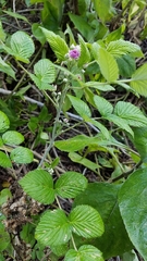 Rubus niveus