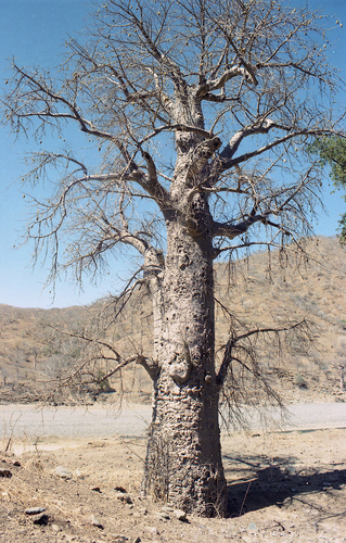 African baobab