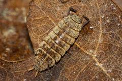 Caeroplastes porphyrivagus