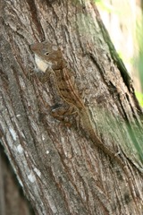 Anolis cybotes