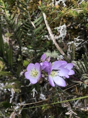 Gentianella foliosa