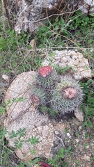 Melocactus zehntneri