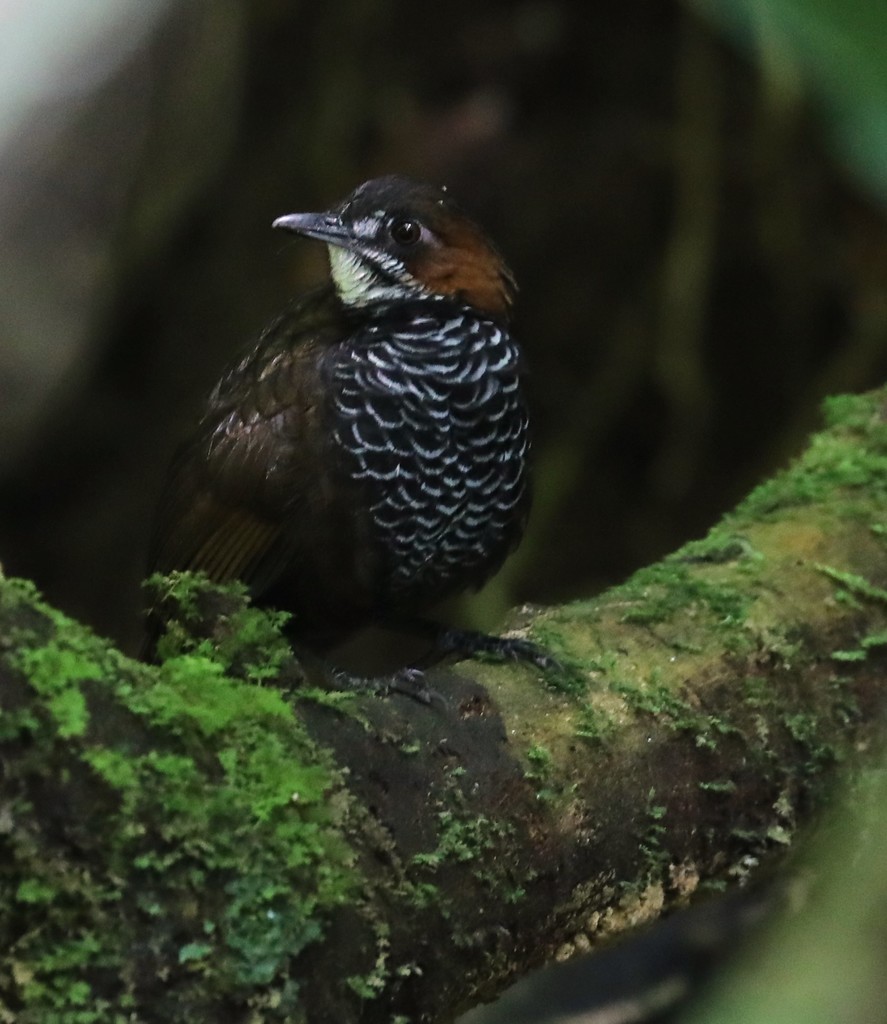 Marbled Wren-Babbler photo