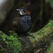 Marbled Wren-Babbler - Photo (c) peter maaskant, some rights reserved (CC BY-NC), uploaded by peter maaskant