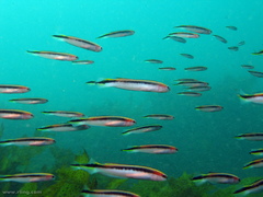 Trachinops taeniatus