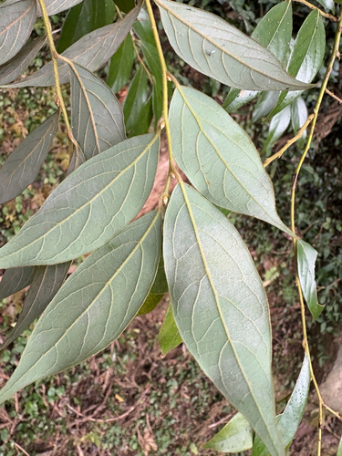 Lindera communis, photograph 5