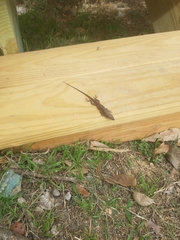 Anolis carolinensis