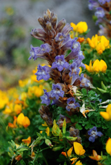 Phelipanche gratiosa