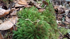 Pyrrhobryum spiniforme