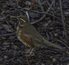 Turdus iliacus coburni