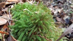 Pyrrhobryum spiniforme