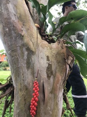Anthurium gracile