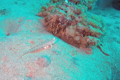 Istigobius decoratus