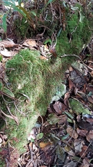 Pyrrhobryum spiniforme