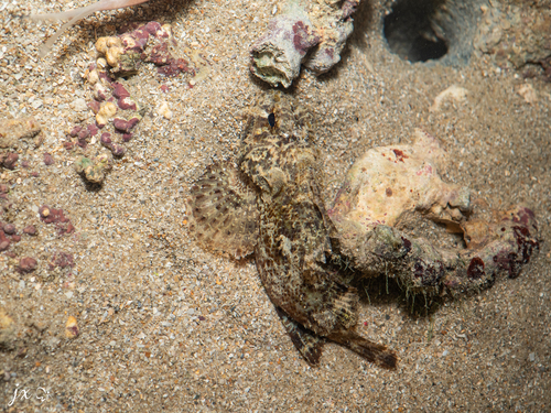 Marbled coral-cod (Parascorpaena picta) — Scorpaenidae — 5